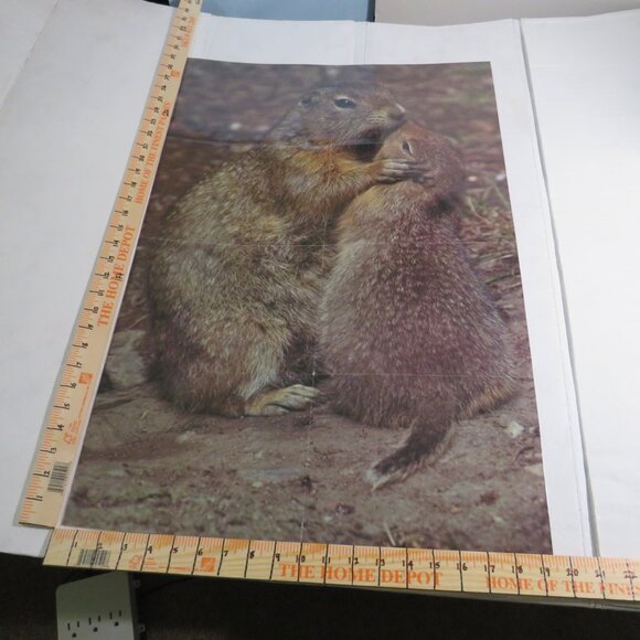 Dinosaurs & Groundhog Posters (7) EXTRA LARGE LAMINATED and non lam. Classroom - Picture 3 of 13